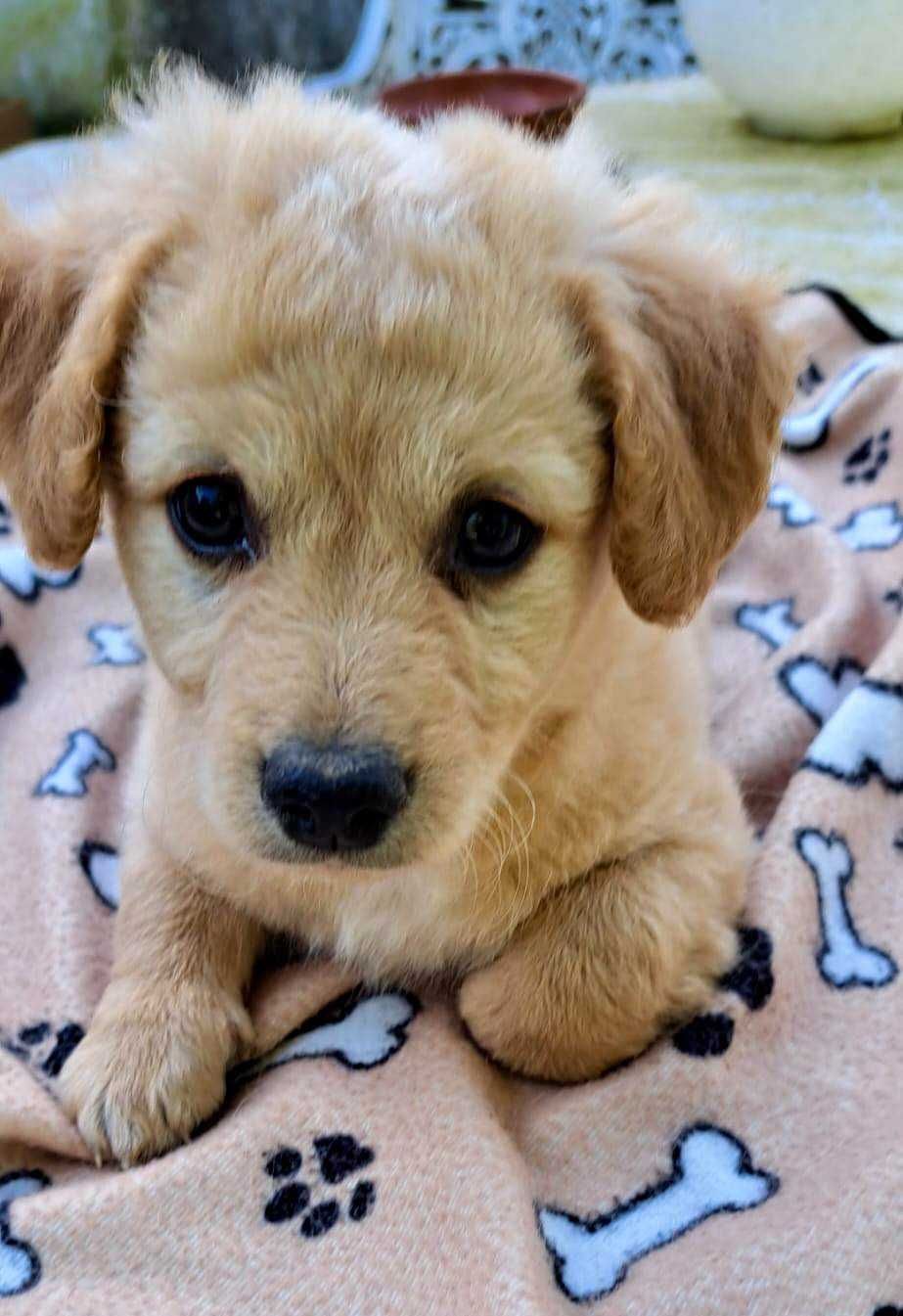 Porte pequeno macho - cachorrinho bebé adoção responsável