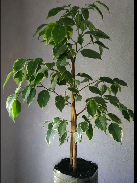 Продам комнатные растения