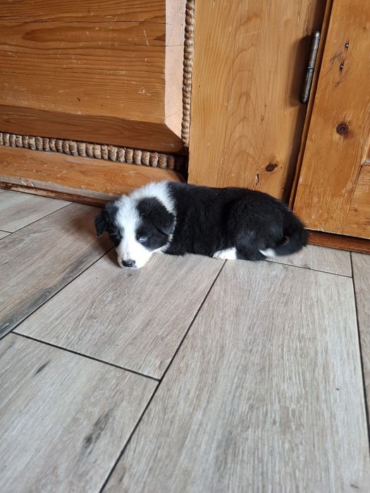 Piesek border collie
