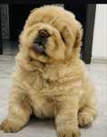 Chow chow do rezerwacji