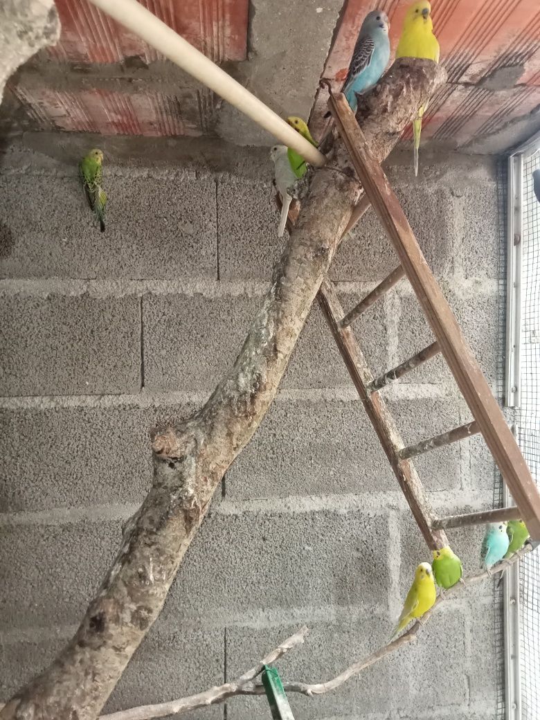 Periquitos australianos