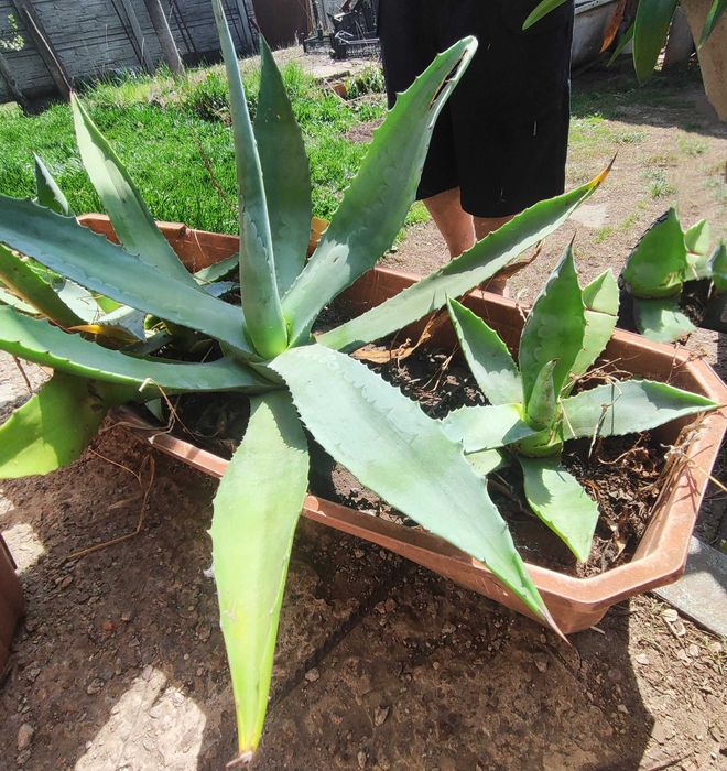 Агава блакитна двох, трьох річна