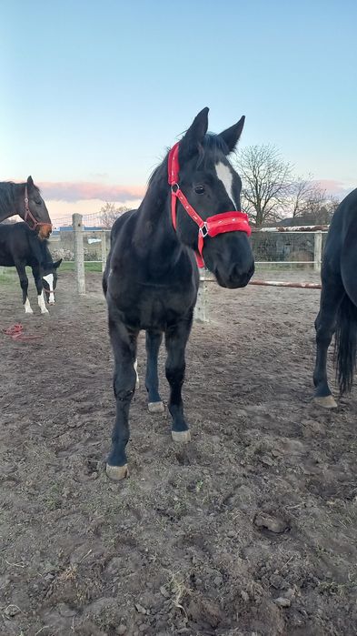 sprzedam ogierka Śląs.8 mies,stary typ