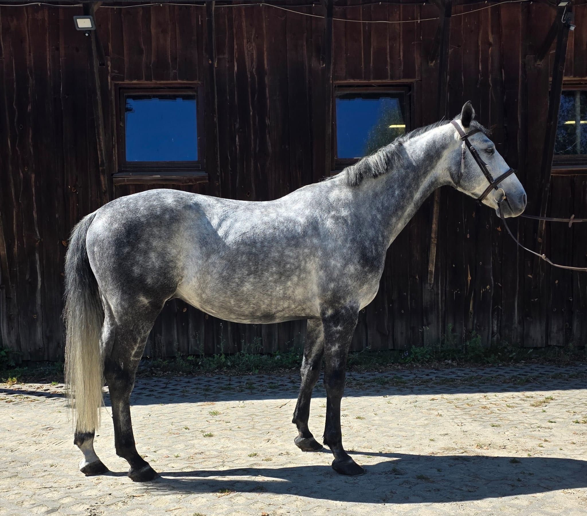 6 letni siwy wałach Holsztyński (Calico x Cassini I)