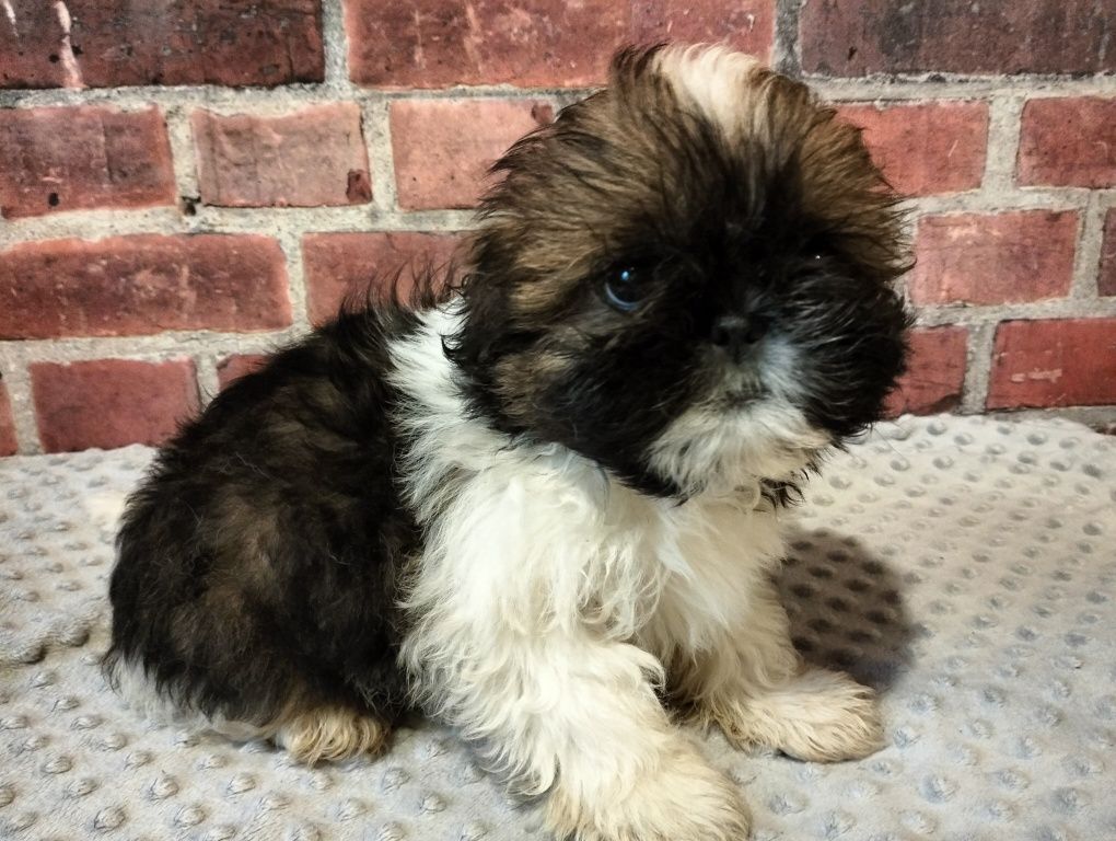 Cudowna suczka  shih-tzu MINIATURKA gotowy do odbioru