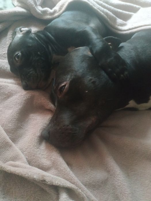 Американський пітбультер'єр