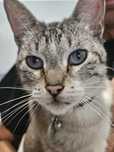 Gata para adopção