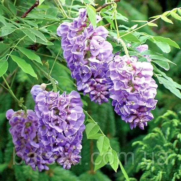 Глициния отводок продам