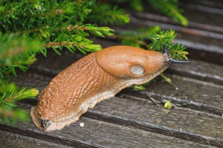 Ziemia Okrzemkowa Diatomit odstrasza owady Insekty ślimaki, DLA KUR