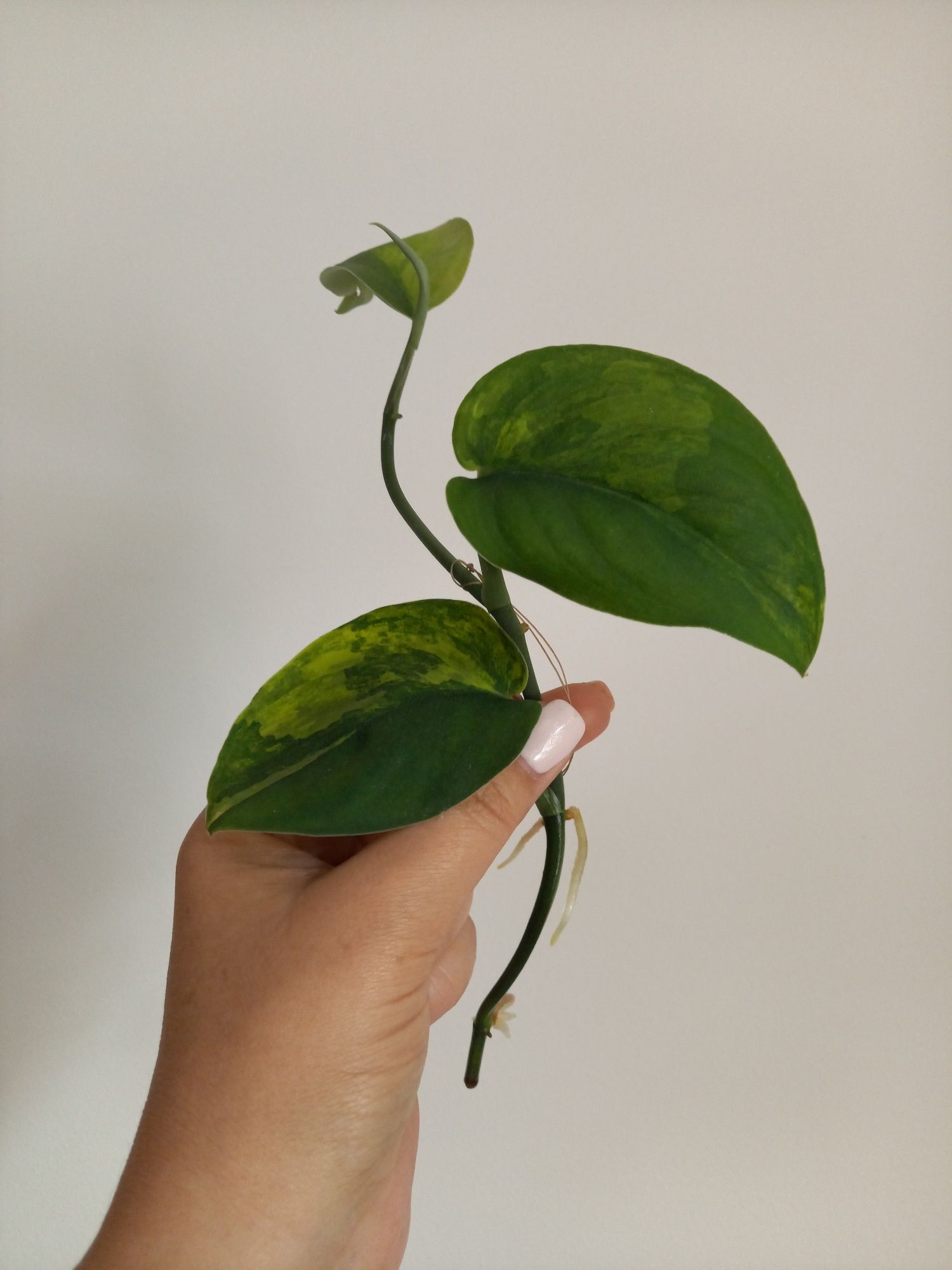Scindapsus Jade Satin Variegata