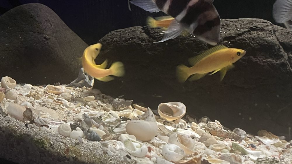 Ciclideos africanos do lago Tanganika