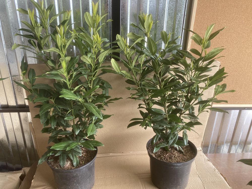 Laurowisnia 100-200 cm różne odmiany rutindifolia