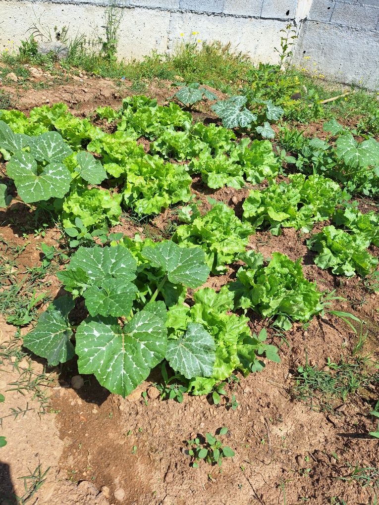 Legumes e Frutos Biológicos