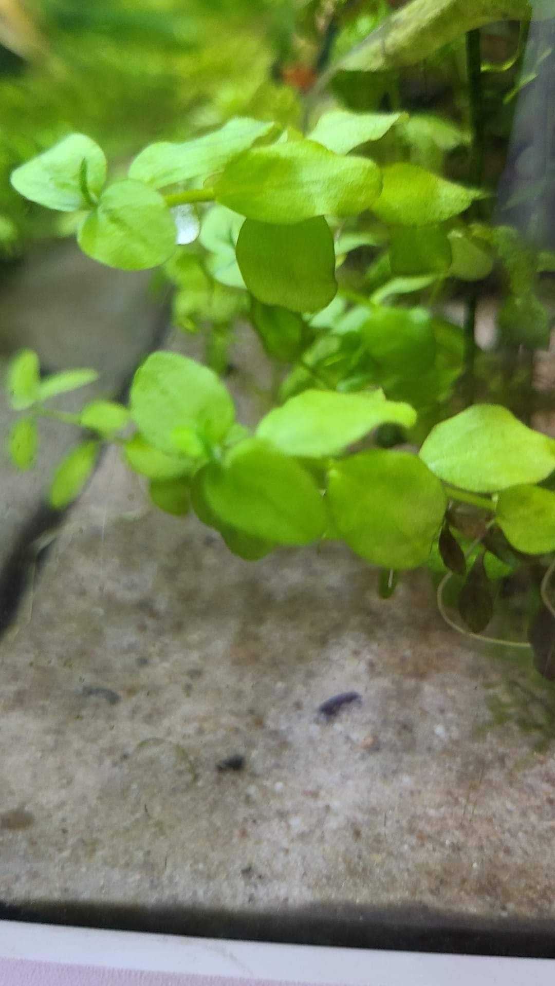 Lobelia cardinalis