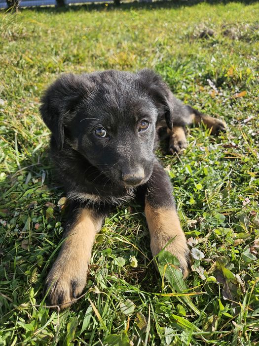 Не чистокровна вівчарка.