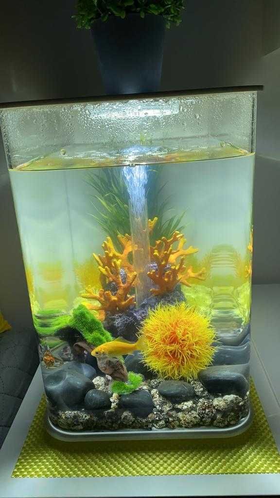 "The Best Aquarium in PT!" Aquário Biorb Flow 30L. Super Completo.