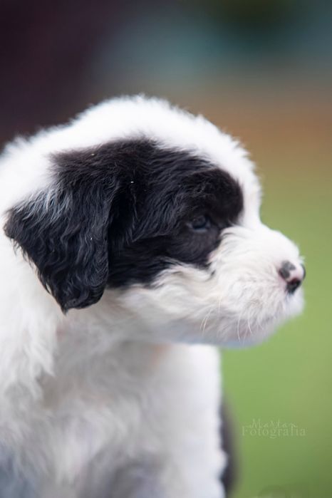 Owczarek Staroangielski Bobtail Piesek 3