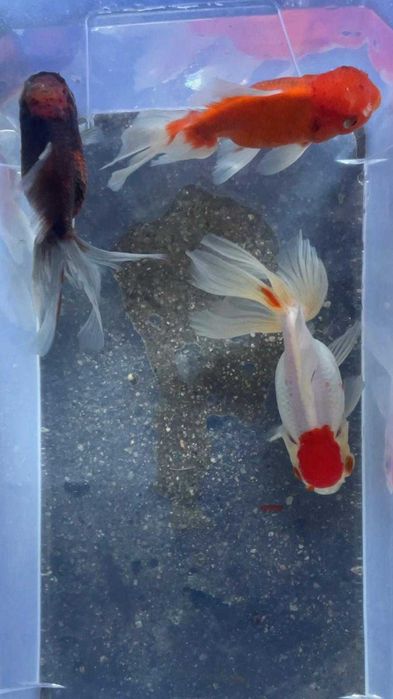 Oranda Sortida Cabeça de Leão 12/13cm