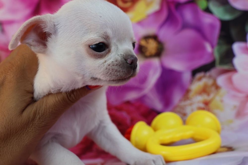 CHIHUAHUA MACHO pelo curto