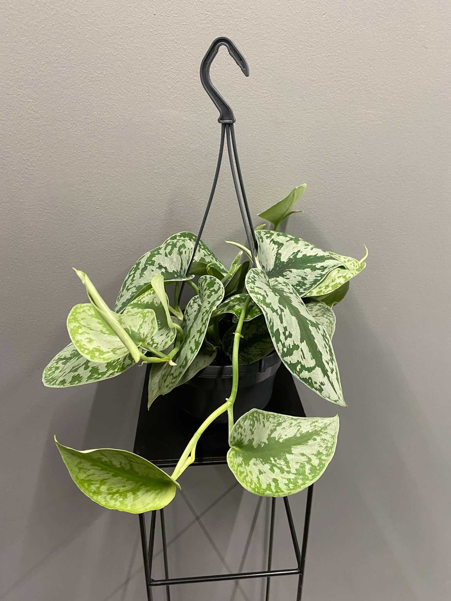 Scindapsus ‘Trebie’ Scindapsus pictus Na Haku