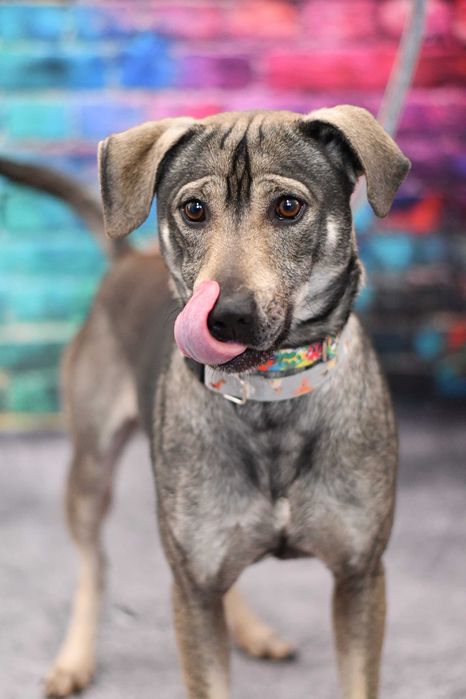 Radosny Wolf szuka aktywnego domku!