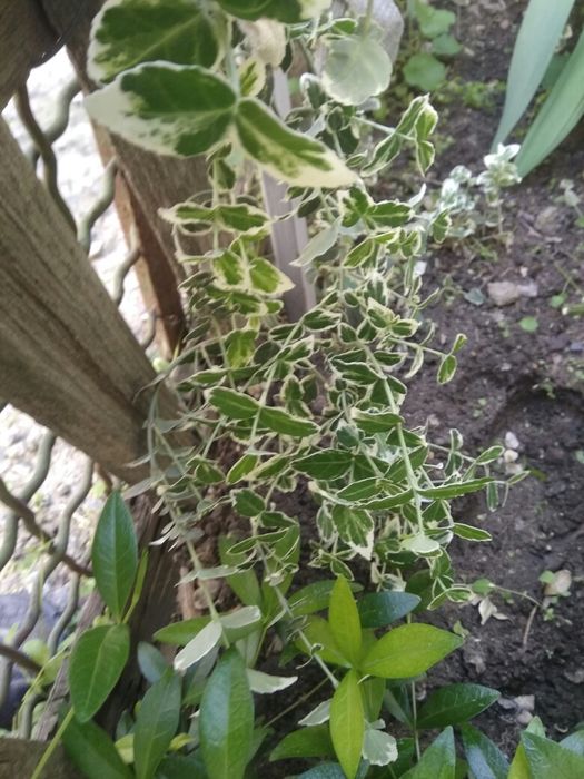 Саженцы, декоративные кусты