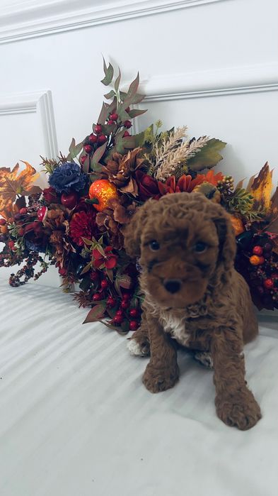 Urocze  Maltipoo