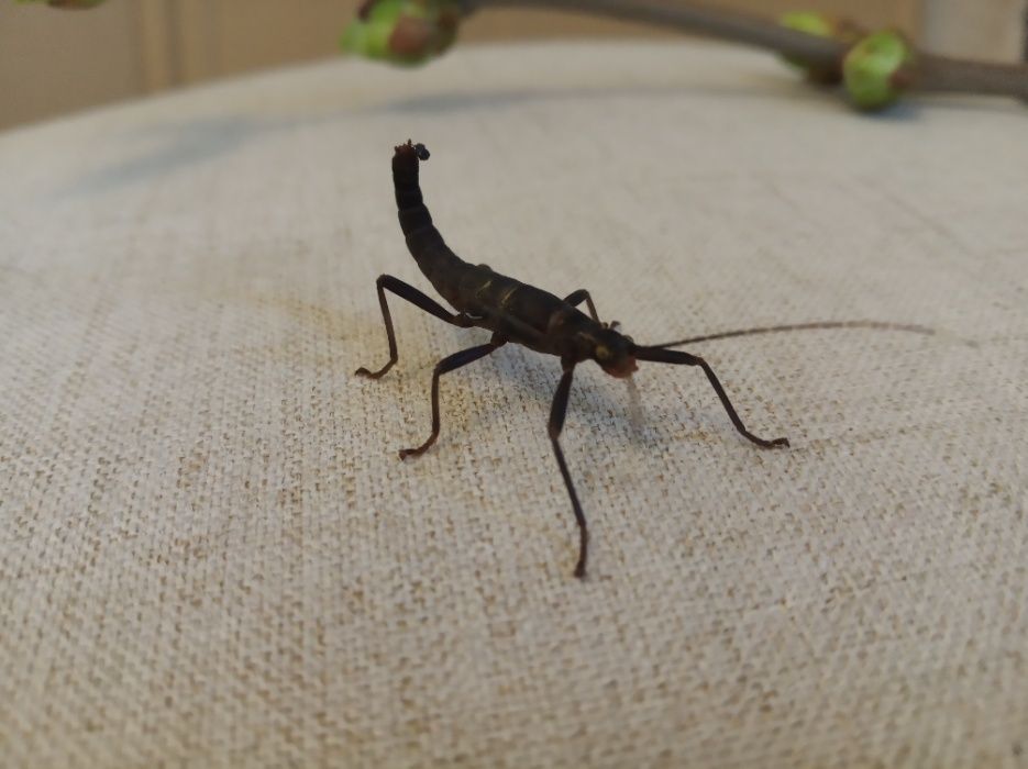 Палочник перуанський кольдірьерський