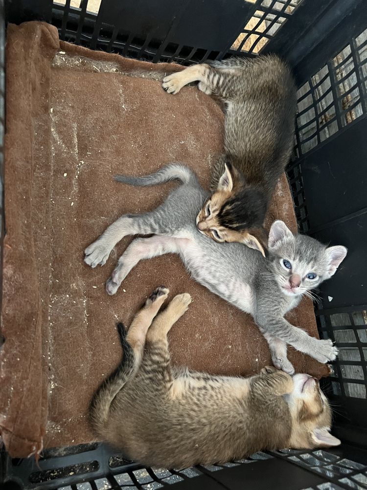 Котята Чаузи помесь абиссинки и бенгала