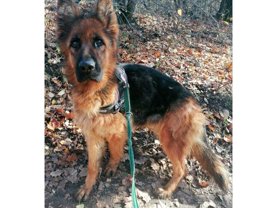 OWCZAREK NIEMIECKI - przyjazna do ludzi suczka (adopcja)