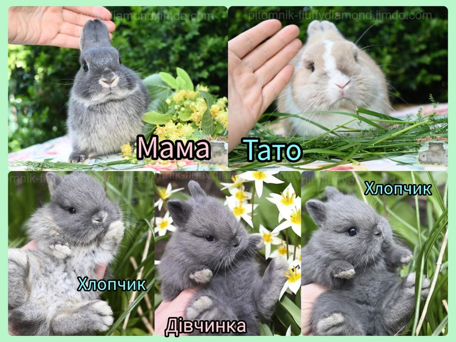 Приголомшливо милий карликовий кролик! Малюк з розплідника