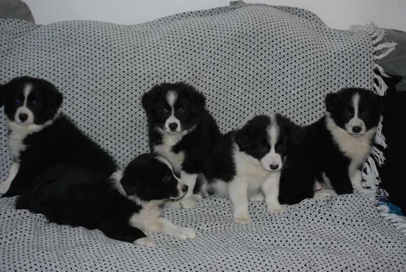 Piesek Border Collie czarno-biały gotowe do odbioru.