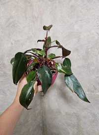 Philodendron Pink Princess