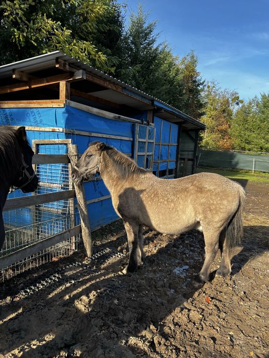 Koń polski mor i herbenka