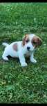 Jack russell terrier piesek nr.3 Stary sącz