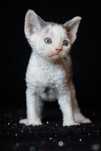 Devon Rex* Chłopczyk/Boy* Niebieski Arlekin DRX a02