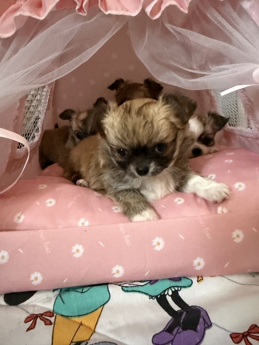 Dziewczynka  chihuahua FCI