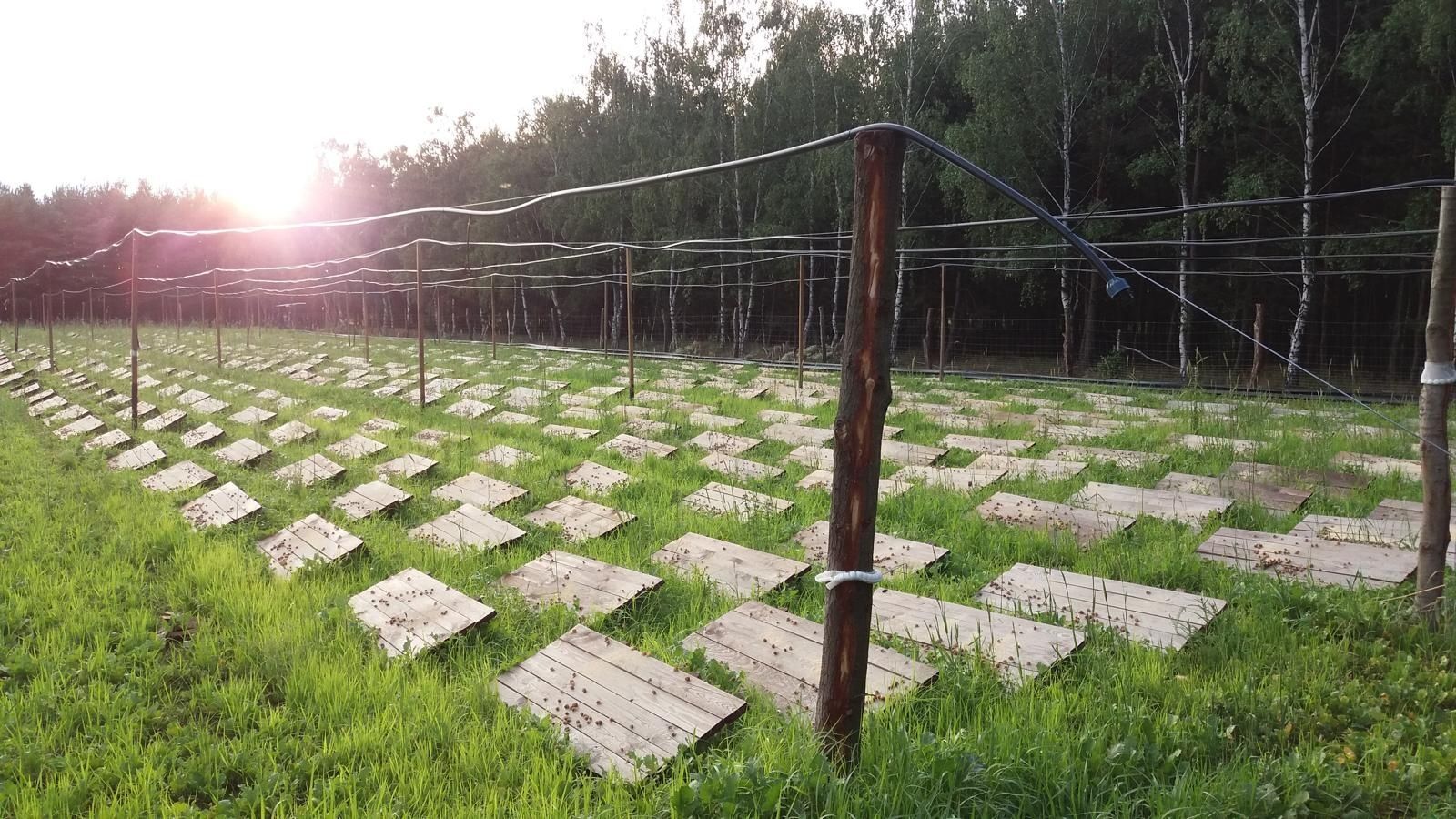 Nawodnienie do ślimakow,hydrofor 150, pompa belardi,800 paśników