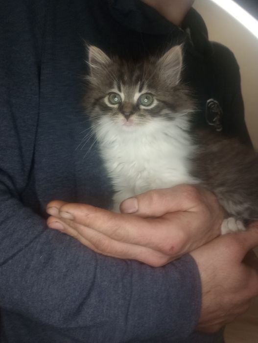 Невозможно милый и пушистый котенок от военных