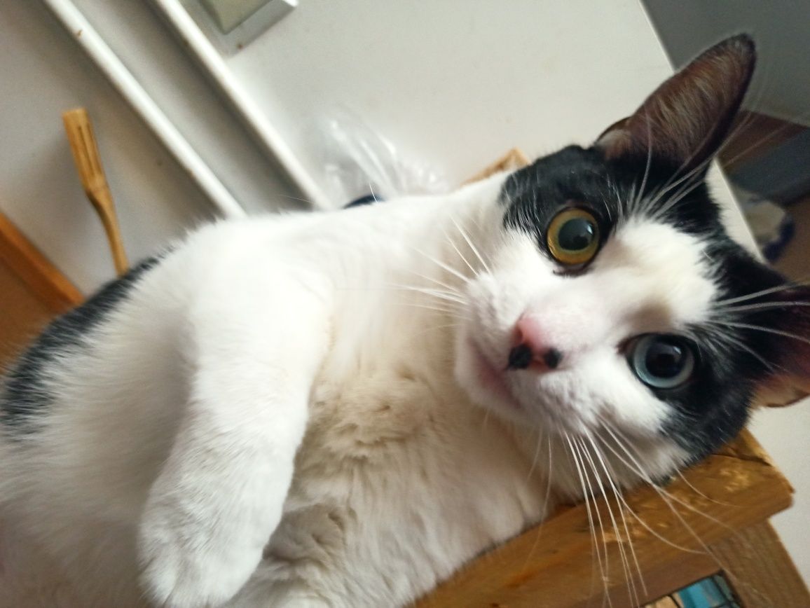Urocza kotka do adopcji