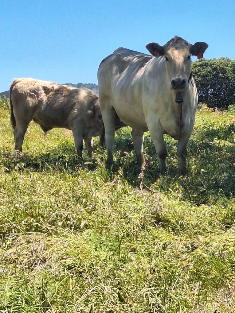 Vacas cordas charoles