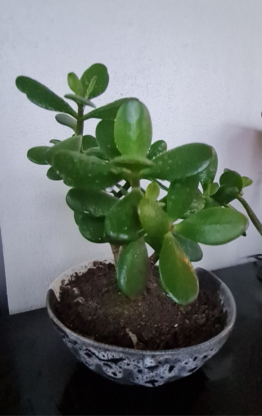 Suculenta bonsai