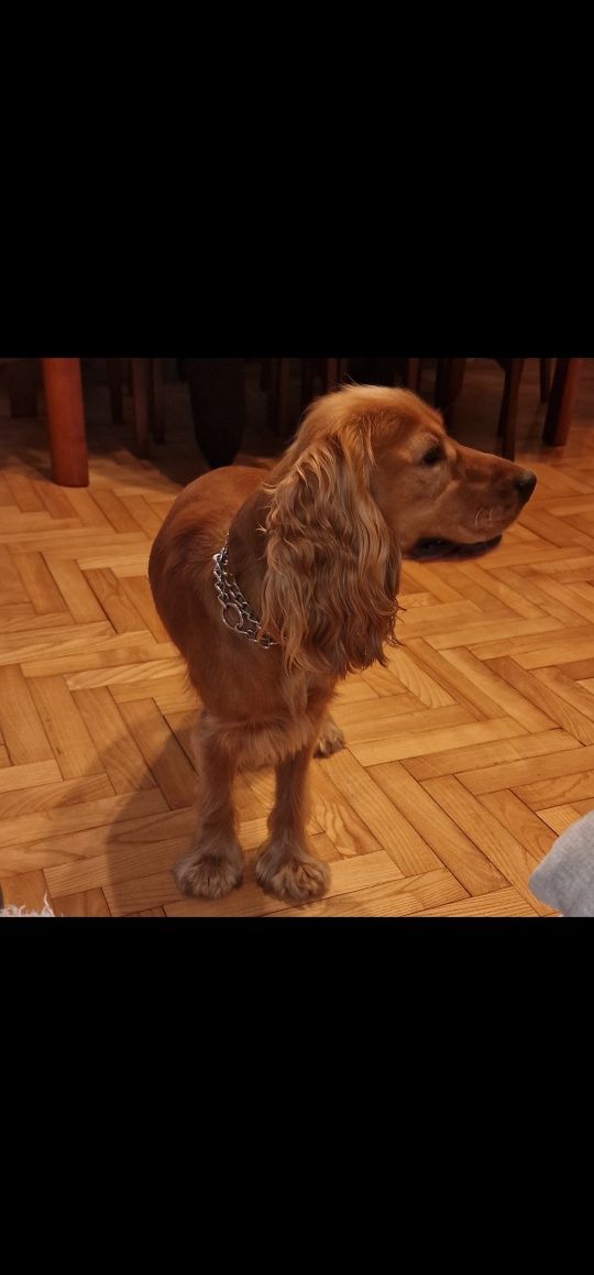 Cocker spaniel angielski