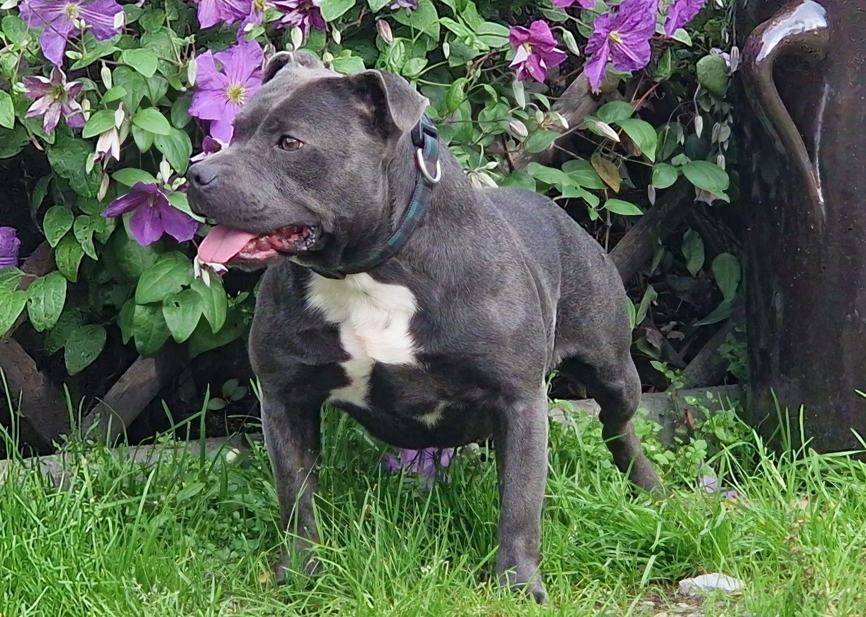 Staffik Staffordshire Bull Terrier