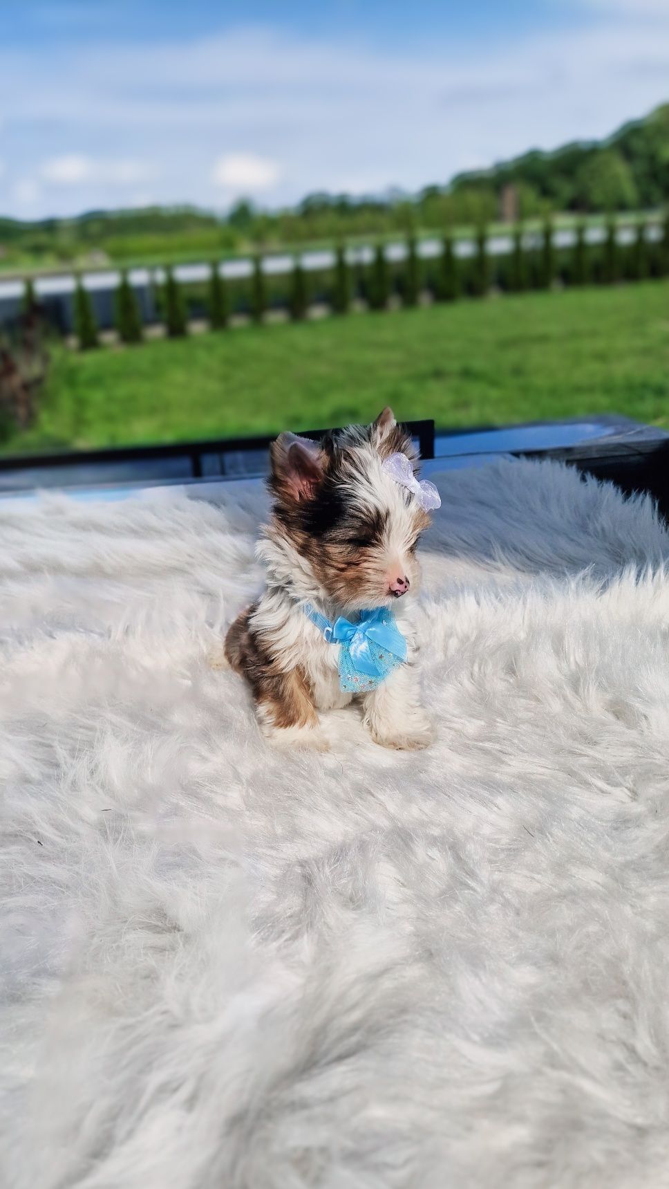 *EGZOTYCZNY mini* Blueberry z  2 NIEBIESKIE oczy! Yorkshire Terrier
