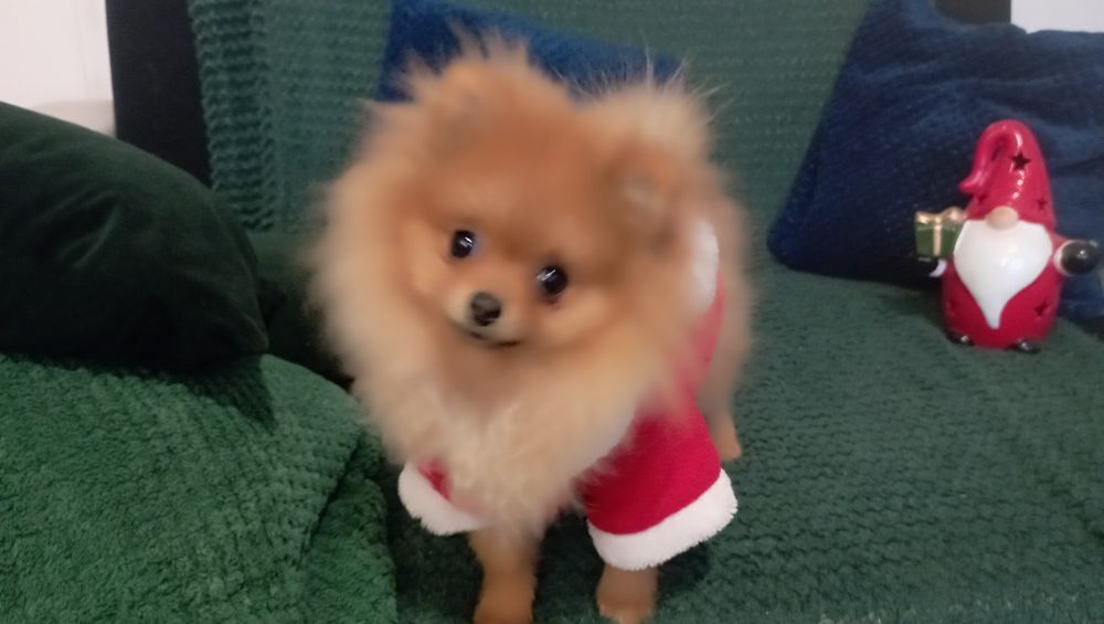 Szpic miniaturowy pomeranian