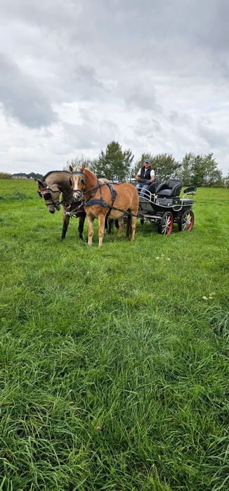 Klacz Haflinger Natka 3 lata