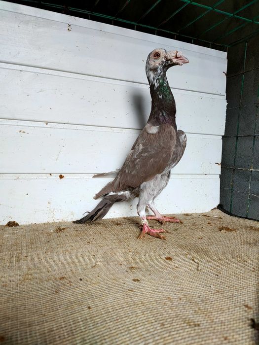 Gołębie rasowe, kariery, karier