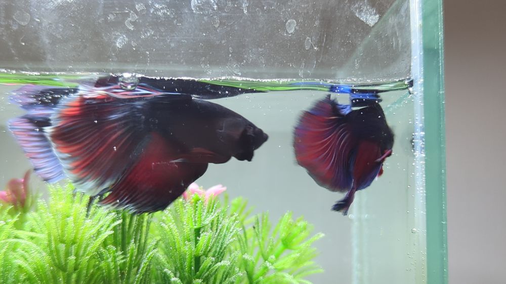 Шикарні півник здорові, та яскраві