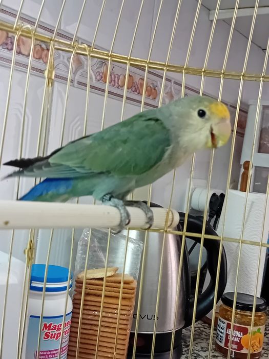 Roseicollis domésticada